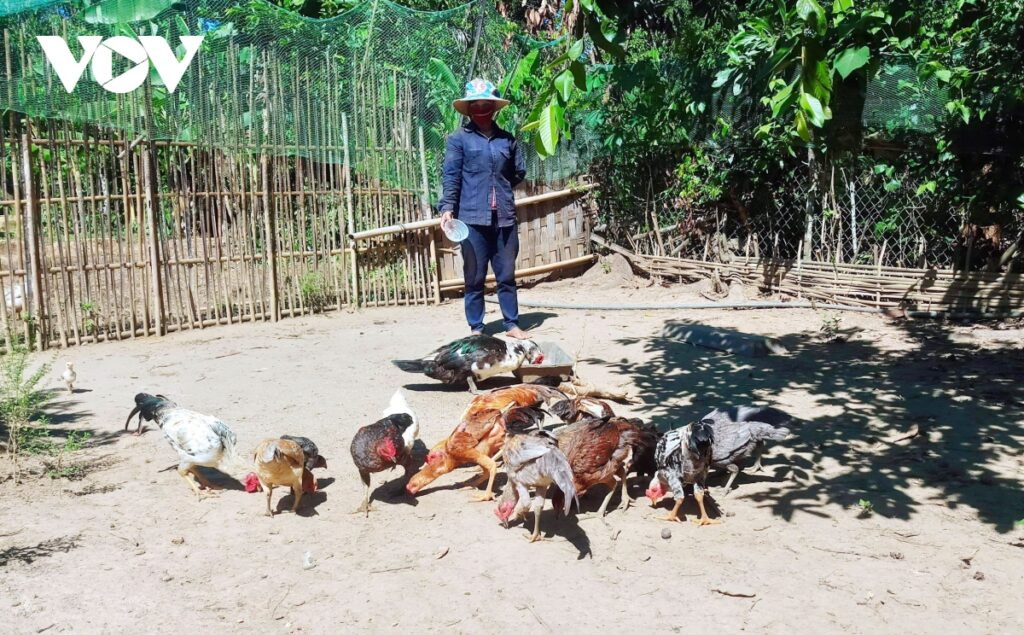 Các hộ dân thuộc đối tượng hỗ trợ sẽ được địa phương hỗ trợ cây giống, con giống theo nhóm hộ và được giao về cho một hộ làm đầu mối