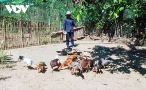 Các hộ dân thuộc đối tượng hỗ trợ sẽ được địa phương hỗ trợ cây giống, con giống theo nhóm hộ và được giao về cho một hộ làm đầu mối