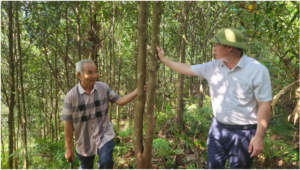 Người dân xã Ba Chẽ phát triển kinh tế bền vững từ trồng rừng. Ảnh: Nguyễn Thành.